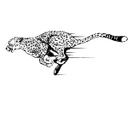 Cheetahs